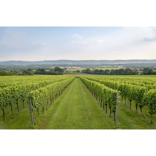 Roebuck Estates Rose de Noirs 2017 Gift Set with Branded Tulip Flutes