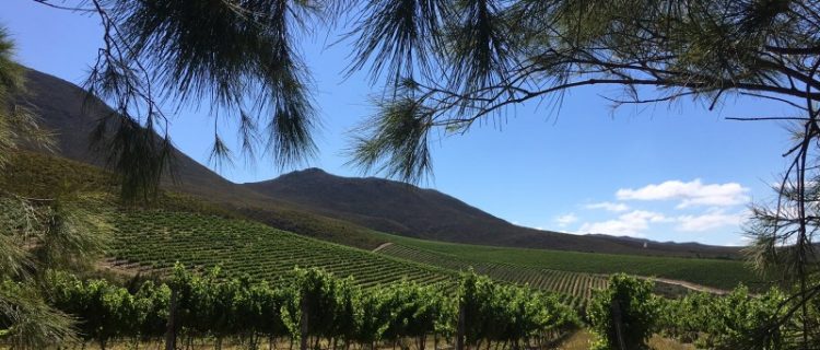 Hermanuspietersfontein Swartskaap 2019