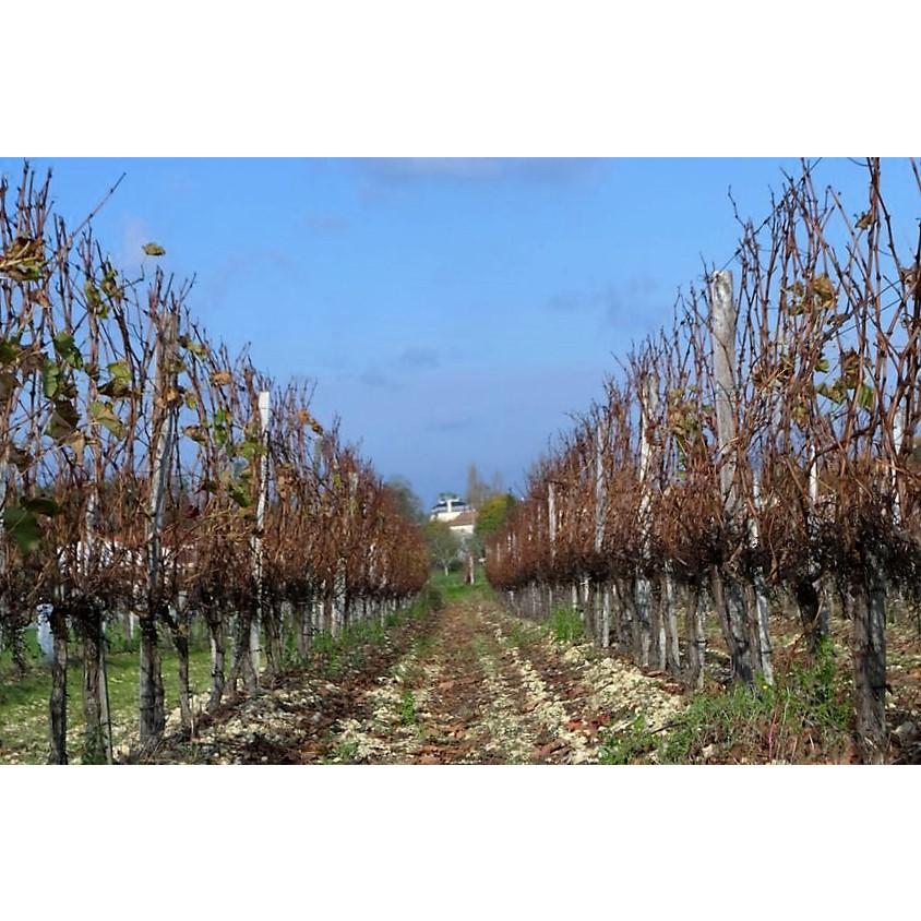 Chateau Crusquet de Lagarcie Blaye-Cotes de Bordeaux 2019