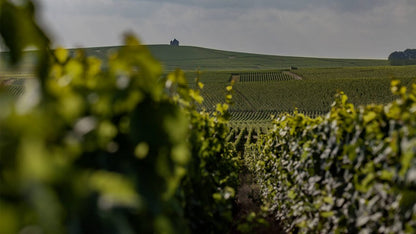 Michel Genet Author Blanc de Blancs Grand Cru Champagne 2014